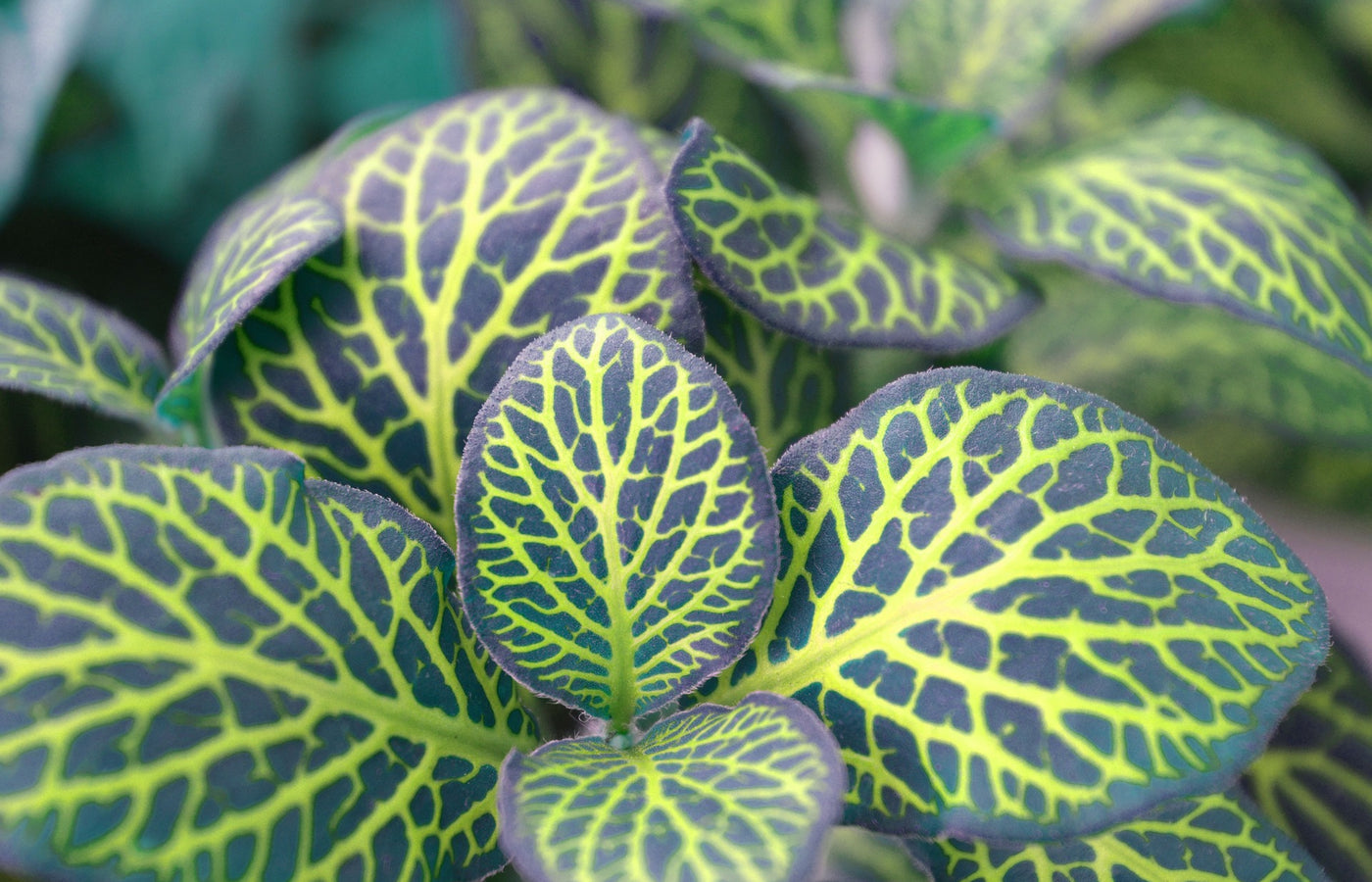 <BR><BR>Stueplanter for et grønt miljø hjemme