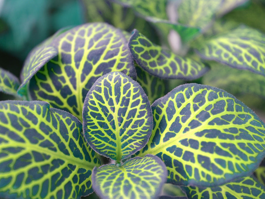 <BR><BR>Stueplanter for et grønt miljø hjemme