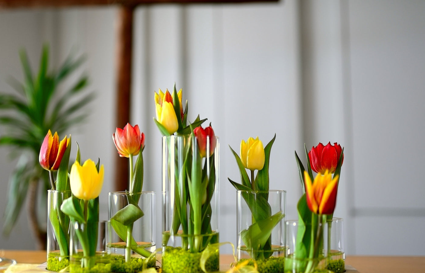 Ta vare på tulipanene dine: Slik øker du levetiden til dine favorittblomst