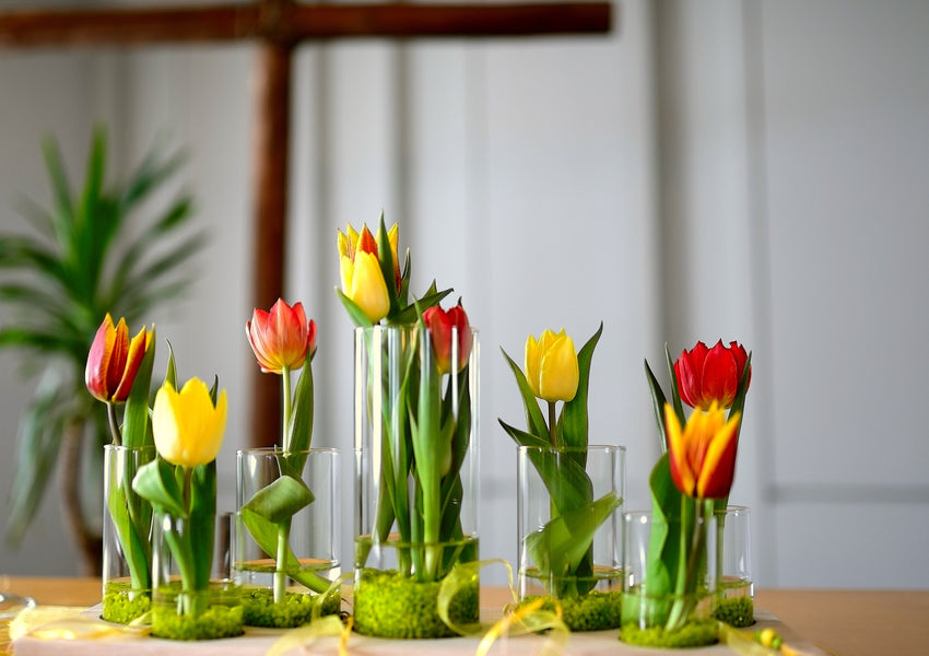 Ta vare på tulipanene dine: Slik øker du levetiden til dine favorittblomst