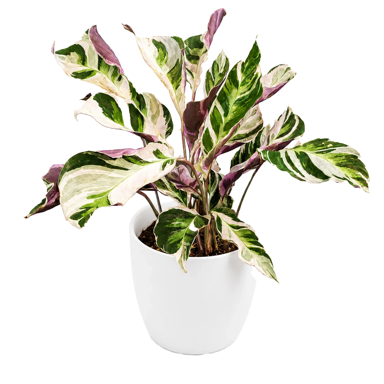 Planter