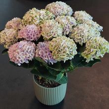 Last bilde i Galleri viewer, Hortensia &quot;Magic&quot;