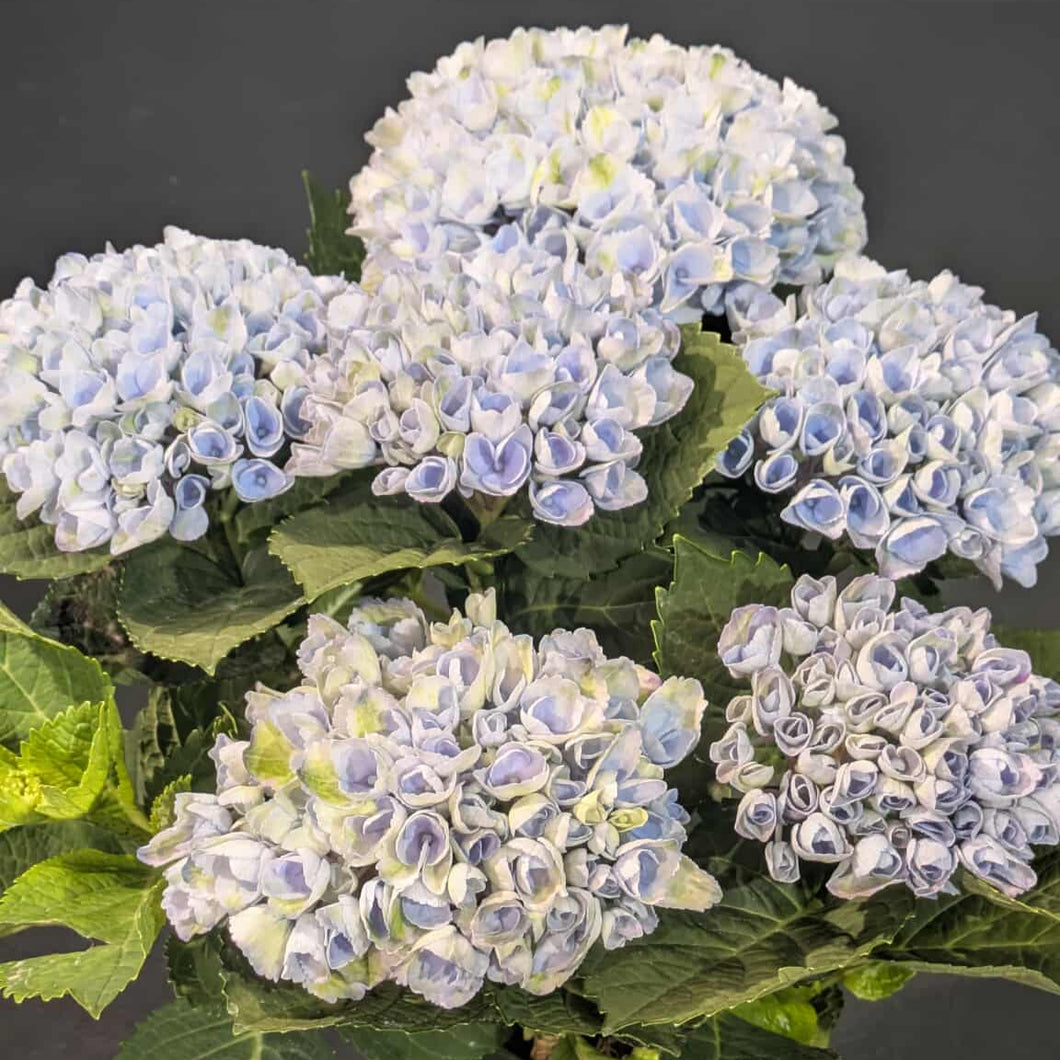 Hortensia Magic