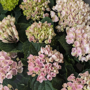 Hortensia "Magic"