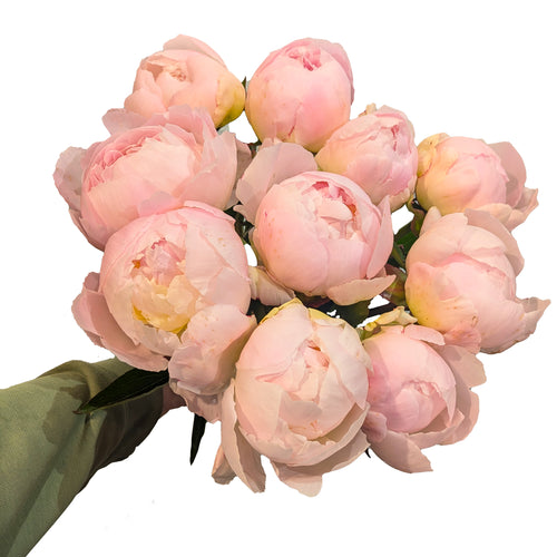Rosa peoner