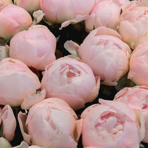 Rosa peoner