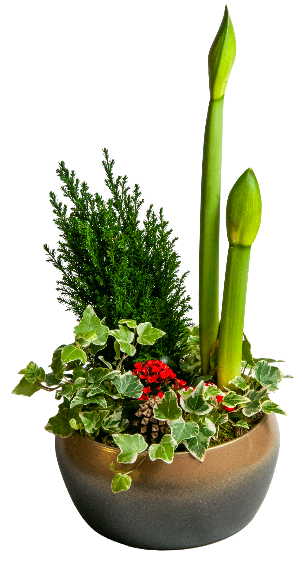 Amaryllis i Gull Potte