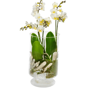 flergrenet orkidè i glass
