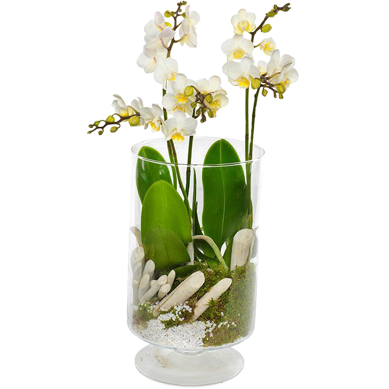 flergrenet orkidè i glass